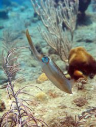 just squid, Olympus 8080WZ, no strobo by Paola Massa 